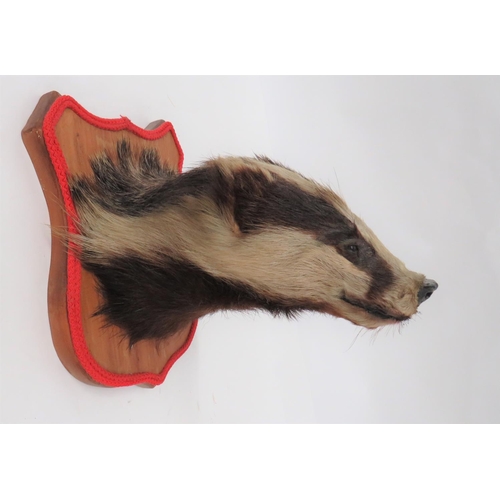 426 - Vintage Taxidermy Badger Head Wall Mount
well mounted head.  Wooden shield mount. ... 