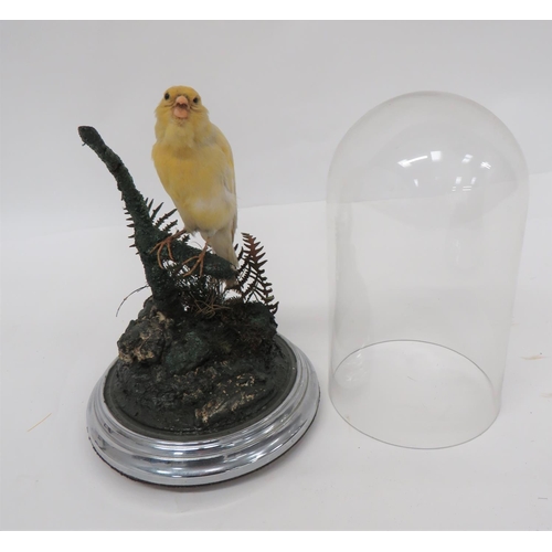 Vintage Taxidermy Canary In Glass Dome
well mounted bird in a natural setting.  Chrome plated stand with glass dome.  