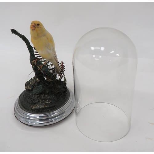 427 - Vintage Taxidermy Canary In Glass Dome
well mounted bird in a natural setting.  Chrome plated s... 