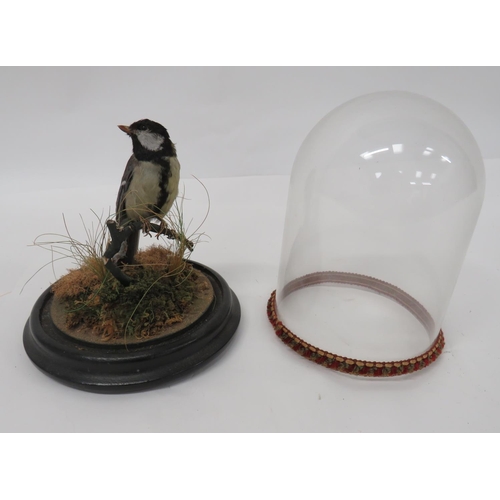 428 - Vintage Taxidermy Bird In Glass Dome
well mounted bird in a natural setting.  Turned wooden bas... 