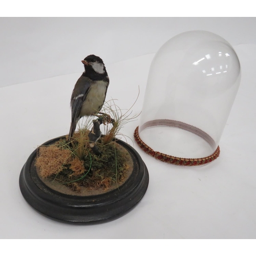 428 - Vintage Taxidermy Bird In Glass Dome
well mounted bird in a natural setting.  Turned wooden bas... 