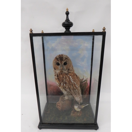 430 - Vintage Taxidermy Owl And Wagtail In Glazed Box
well mounted owl and wagtail in a natural setting. &... 