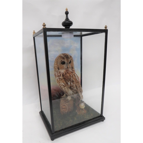 430 - Vintage Taxidermy Owl And Wagtail In Glazed Box
well mounted owl and wagtail in a natural setting. &... 