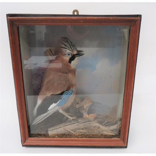 431 - Vintage Taxidermy Jay In Glazed Case
well mounted jay in a natural setting.  Later wooden case ... 