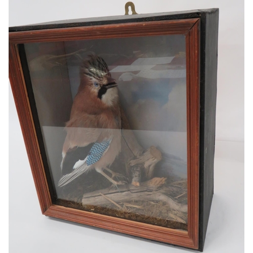 431 - Vintage Taxidermy Jay In Glazed Case
well mounted jay in a natural setting.  Later wooden case ... 