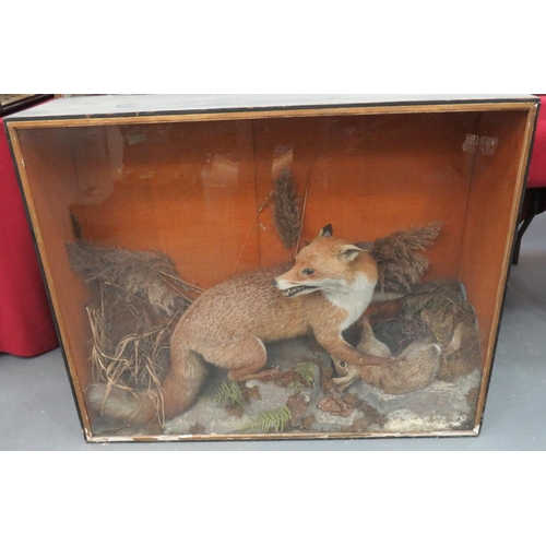 433 - Vintage Taxidermy Fox And Rabbit
well done fox with his kill set in a naturalistic setting with glaz... 