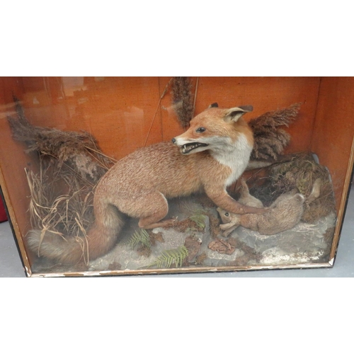 433 - Vintage Taxidermy Fox And Rabbit
well done fox with his kill set in a naturalistic setting with glaz... 