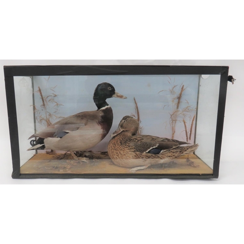 434 - Vintage Taxidermy Pair Of Ducks
well done male and female ducks set in a naturalistic setting.  ... 