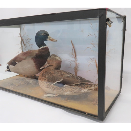 434 - Vintage Taxidermy Pair Of Ducks
well done male and female ducks set in a naturalistic setting.  ... 