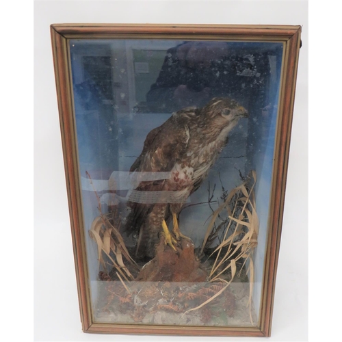 435 - Vintage Taxidermy Buzzard
well done buzzard in a naturalistic setting.  Glazed front box, 16 x ... 