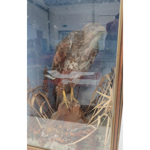 435 - Vintage Taxidermy Buzzard
well done buzzard in a naturalistic setting.  Glazed front box, 16 x ... 