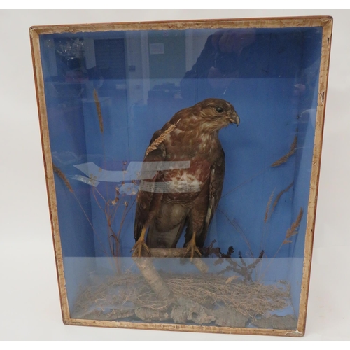 436 - Vintage Taxidermy Buzzard 
in a naturalistic setting.  Glazed front box, 21 x 25 inches. &... 