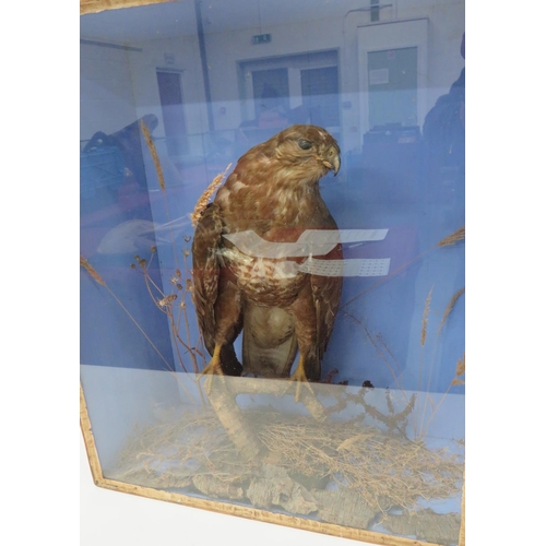 436 - Vintage Taxidermy Buzzard 
in a naturalistic setting.  Glazed front box, 21 x 25 inches. &... 