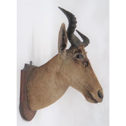 437 - Vintage Taxidermy Cokes Hartbeest 
well done head complete with horns.  Mounted on a woode... 