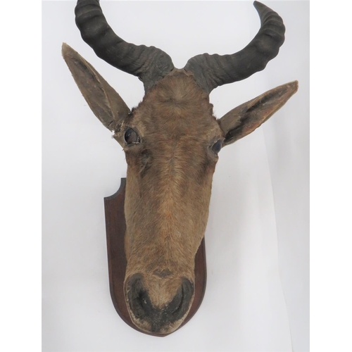 437 - Vintage Taxidermy Cokes Hartbeest 
well done head complete with horns.  Mounted on a woode... 