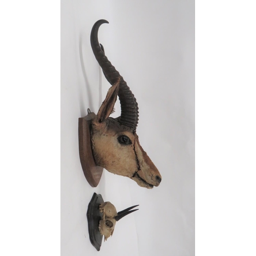 438 - Vintage Taxidermy Soemmerrings Gazelle
well done head complete with horns.  Mounted on a wooden... 