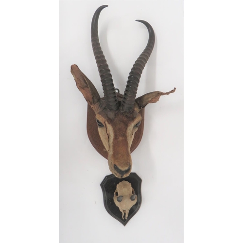 438 - Vintage Taxidermy Soemmerrings Gazelle
well done head complete with horns.  Mounted on a wooden... 