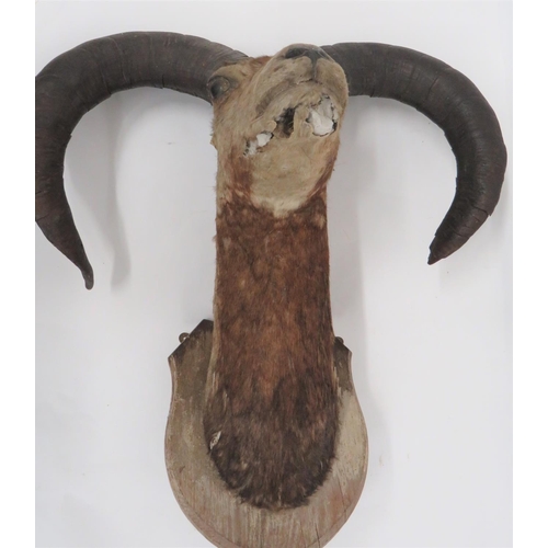 439 - Vintage Taxidermy Bighorn Sheep
well done head complete with horns.  Mounted on a wooden backin... 