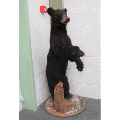 441 - Vintage Taxidermy Small Bear
well done complete bear in standing pose.  Mounted on a natural base.  ... 