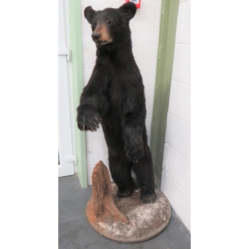 441 - Vintage Taxidermy Small Bear
well done complete bear in standing pose.  Mounted on a natural base.  ... 