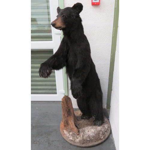 441 - Vintage Taxidermy Small Bear
well done complete bear in standing pose.  Mounted on a natural base.  ... 