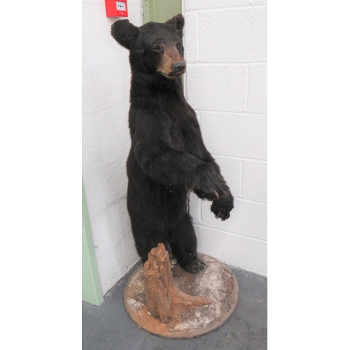 441 - Vintage Taxidermy Small Bear
well done complete bear in standing pose.  Mounted on a natural base.  ... 