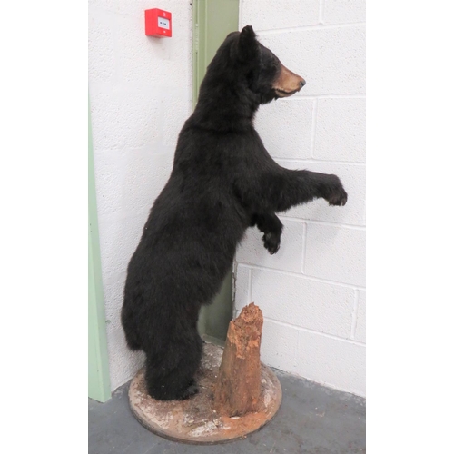 441 - Vintage Taxidermy Small Bear
well done complete bear in standing pose.  Mounted on a natural base.  ... 