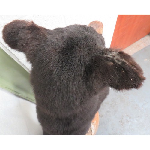 441 - Vintage Taxidermy Small Bear
well done complete bear in standing pose.  Mounted on a natural base.  ... 