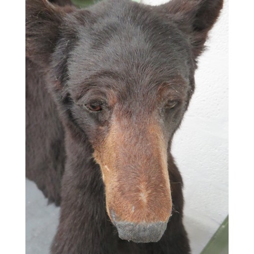 441 - Vintage Taxidermy Small Bear
well done complete bear in standing pose.  Mounted on a natural base.  ... 