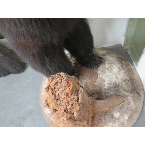 441 - Vintage Taxidermy Small Bear
well done complete bear in standing pose.  Mounted on a natural base.  ... 