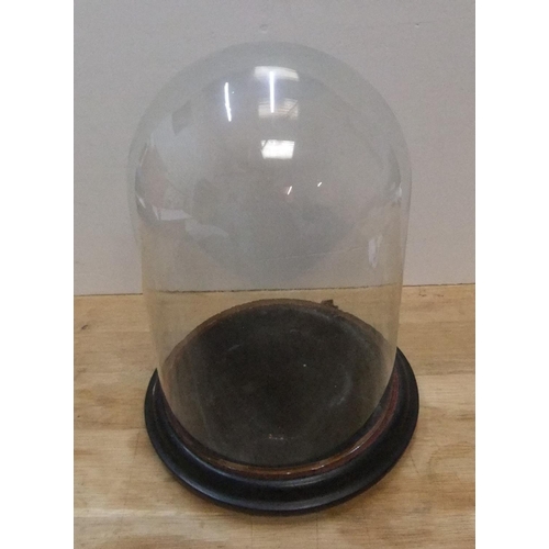 181 - Victorian glass dome with ebonised wooden plinth

36cm high x 25cm wide