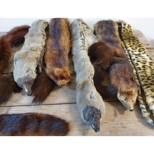 243 - Collection of genuine fur collars and scarves, (Qty)