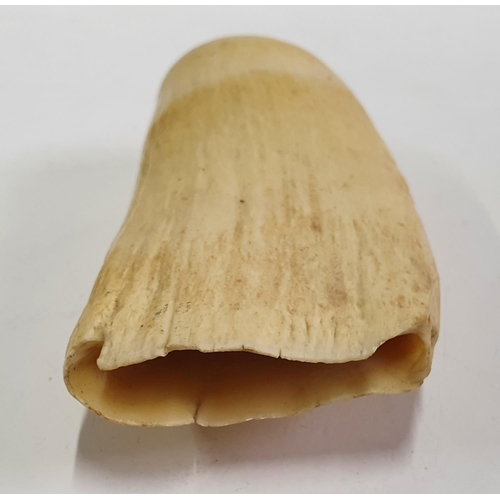 132 - Victorian raw whales tooth,

10.5 cm long      240 grams