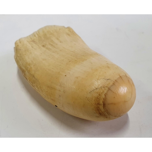 132 - Victorian raw whales tooth,

10.5 cm long      240 grams