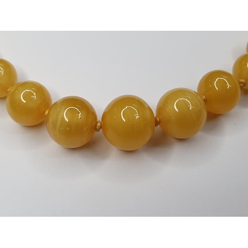 54 - Early 20thC ladies butterscotch Amber necklace,

65 grams gross         approx 40 cm long