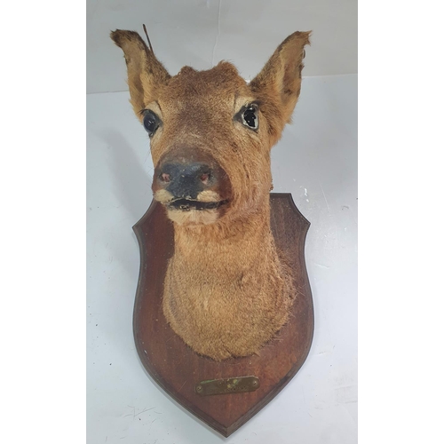 287 - French 1957 deer head on wooden plaque (a/f)