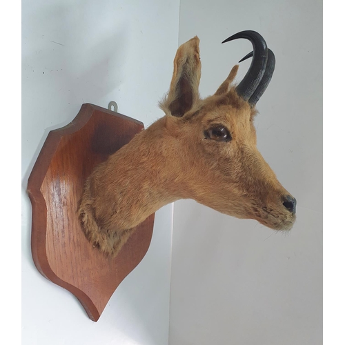 288 - Mid 20thC deer head on wooden plaque.