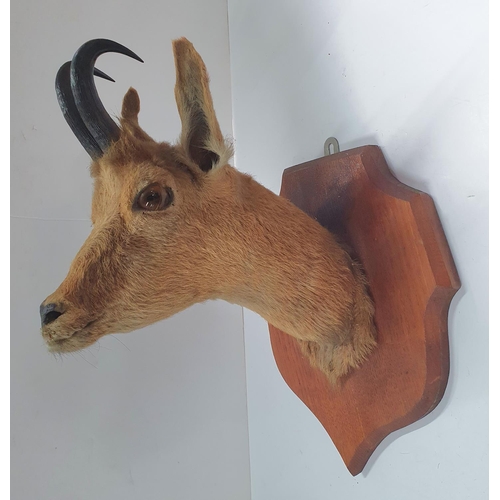 288 - Mid 20thC deer head on wooden plaque.