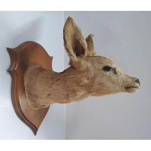 289 - Mid 20thC fawn head on wooden plaque.