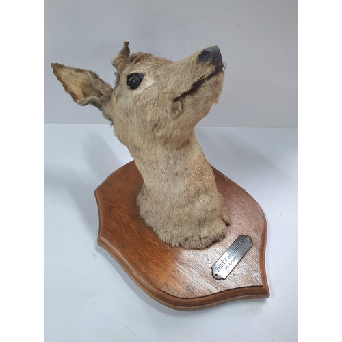 290 - Deer's head on wooden trophy plinth with metal plaque reading 