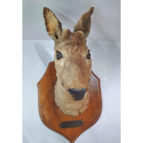 290 - Deer's head on wooden trophy plinth with metal plaque reading 