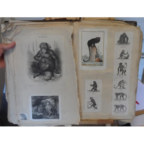 221 - Early/mid 19thC album full of old master pen & pencil drawings and prints of animals & birds (Qty)