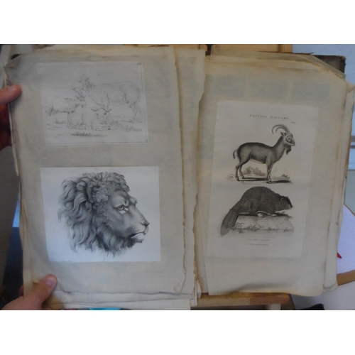 221 - Early/mid 19thC album full of old master pen & pencil drawings and prints of animals & birds (Qty)