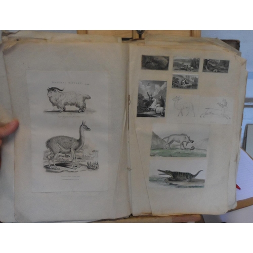 221 - Early/mid 19thC album full of old master pen & pencil drawings and prints of animals & birds (Qty)