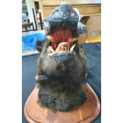 82 - Antique taxidermy large 