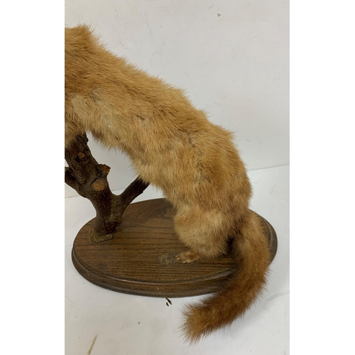 105 - Taxidermy Ferret on wooden plinth,

37cm tall