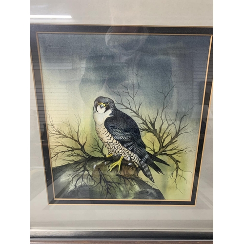 267 - Finely painted watercolour of a Hawk together with a limited edition bird print, both framed (2)