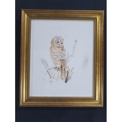 47 - Unsigned watercolour of an Owl, painted by an inmate of Dartmoor prison, framed