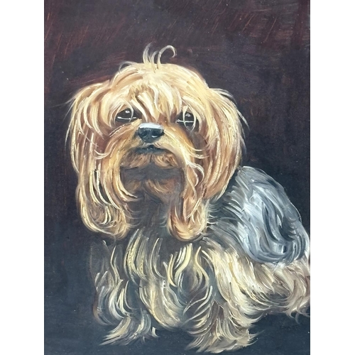 180 - Framed & glazed oil painting of a Yorkshire terrier by William (Billy) Hobson