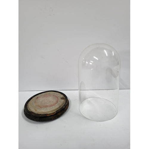 308 - Victorian glass display dome with wooden base


8.5 inch tall